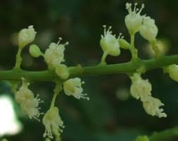 Image result for Allophylus