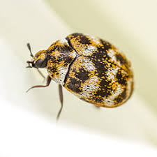 What are the signs of a carpet beetle infestation? Carpet Beetles Facts Identification Control Prevention