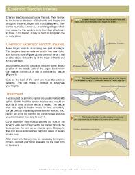 Image result for Hand Extensor Tendon Injury