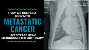 According to scientists, the average lifespan of those dogs is about 2 to 3 months. How We Helped A Dog With Metastatic Cancer Live 3 Years By Using Metronomic Chemotherapy Vlog 106