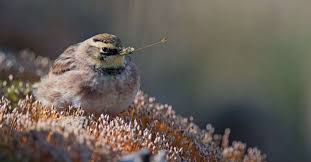 Le menton et la gorge son blanc, comme le bas de la poitrine et le ventre. Breve Un Oiseau Du Dernier Age De Glace Incroyablement Bien Conserve Dans Le Pergelisol
