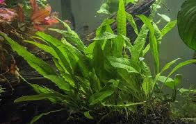 Anda direkomendasikan untuk memilih tanaman yang tidak terlalu besar, sehingga ikan yang hidup di aquarium bisa berenang bebas. 7 Jenis Tanaman Hias Akuarium Untuk Dekorasi Aquascape Star Farm International