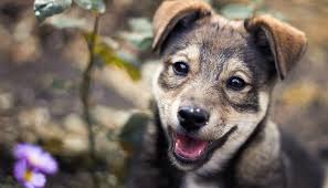 Lifestyle for pets lifestyle 4 pet has all the indispensible product that each pet owner must have. Lost Pets Cabot Animal Support Services Cass