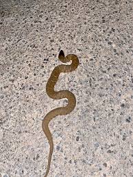 The most common snake misidentified as a copperhead is the harmless juvenile eastern ratsnake (formerly called the blackrat snake). Baby Black Racer In Charlottesville Va Snakes