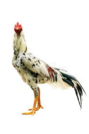 forma tailandia del gallo de pelea o de la pelea de gallos foto de archivo imagen de forma gallo 40666858 forma tailandia del gallo de pelea o de