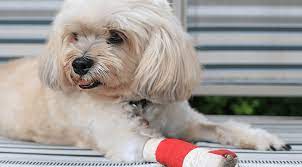 Connect with certified vets online, 24 hours a day. Pet Emergency Services Near Me 49749 Indian River Veterinary Clinic