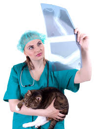 When it comes to detecting a hairball, a swallowed they can further be used to diagnose asthma, pneumonia, heart disease…and the list goes on and on. Cat X Ray 6 Best Reasons Why It S Needed