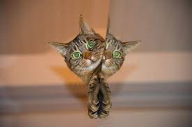 Ruyada Yavru Kedi Doyurmak Ruyandagor Com