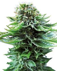 Maybe you would like to learn more about one of these? Northern Lights Automatic Seeds Sensi Seeds