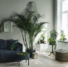 Natur Ins Haus Holen Wohnzimmer Palmen Gru Cc 88npflanzen To Cc 88pfe Korb Pflanzen Wandfarbe Wohnzimmer Grosse Pflanzen