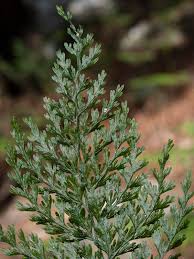 Image result for Vandenboschia gigantea