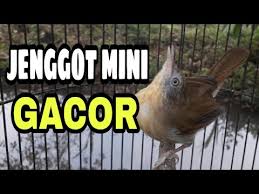 Download lagu suara burung jenggot mini mp3. Download Jenggot Mini Ciung Air Jawa Kecil Mp3 3 8 Mb Kicau Siburung Com