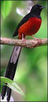 Maybe you would like to learn more about one of these? Malaysia Selangor Burung Murai Burung Cantik