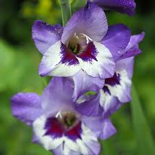 Image result for Gladiolus velutinus