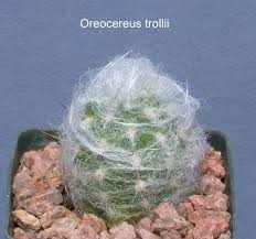 Here are some tips for you! Matucana Thru Oreocereus