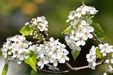 Il suffit de cliquer et regarder! Pyrus Calleryana Wikipedia