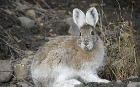 Snowshoe Hare Facts Info Traits Care Guide With Pictures Pet Keen