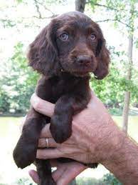 Pearl S Future Brother Boykin Spaniel Puppies Cocker Spaniel Puppies Sprocker Spaniel Puppies