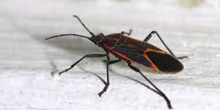 Rely on us for all your pest control needs. Where Did All Those Box Elder Bugs Go Plunkett S Pest Control