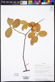 Image result for Bridelia duvigneaudii