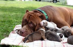 Contra o preconceito com a raça pitbull, em amor a mesma e em defesa de todos esses cães! Pitbull Hulk Fathers 500 000 Litter World News Mirror Online