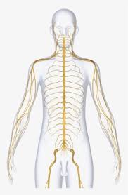 It gathers information from all over the body and coordinates activity. Nervous System Dubai Nerve Png Image Transparent Png Free Download On Seekpng