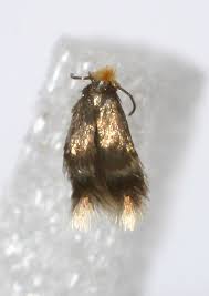 Image result for Stigmella arbusculae