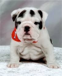 Black And White English Bulldog Puppy English Bulldog Breed Information Pictures Bulldog British Bulldog English Bulldog Puppies Bulldog Puppies Cute Animals
