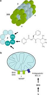 Proteasome inhibitor — a drug that blocks the action of proteasomes. Bcl 2 Family Regulation By The 20s Proteasome Inhibitor Bortezomib Oncogene