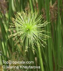 Image result for Cyperus haspan