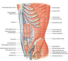Anterior Abdominal Wall At A Glance Transversus Abdominis Arteries And Veins Abdominal