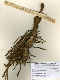 Image result for Stylochaeton