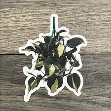 Shop the largest selection of artificial flowers, wedding bouquets, plants & vases. Philodendron Silver Stripe Sticker The Plant Farm