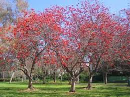 Image result for Erythrina lysistemon