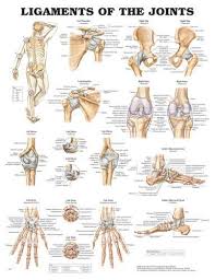 Ligaments Of The Joints Chart 20 X 26 Joints Anatomy Massage Therapy Physical Therapy