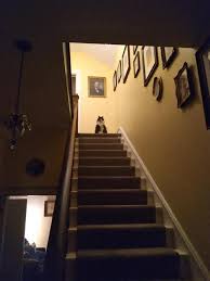 Cat's Reaction to Holiday Decorations