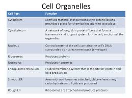 The primary function of the kupffer cell is to remove foreign debris and particles that have comes from the portal system when passing through the liver. Cellular Structure And Function Ppt Download