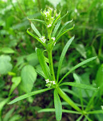 Check spelling or type a new query. Wildflowers Of Western Pennsylvania Plant Classification Medicinal Plants Wild Flowers