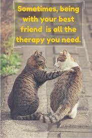 We did not find results for: The 200 Most Beautiful Friendship Quotes Cats Cute Cats Cute Animals