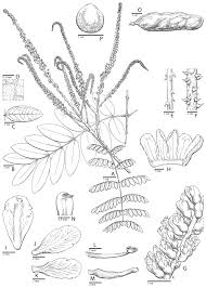 Image result for Gelrebia glandulosopedicellata