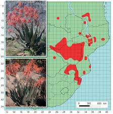 Image result for Aloe cameronii × christianii