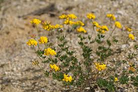 May 12, 2021 · klee ist an sich eine ideale insektenweide und gerade darin liegt manchmal das problem. Gemeiner Hornklee Lotus Corniculatus Aus Pflanzen 9934 Fokus Natur De