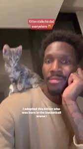 Fenerbahçe Beko's basketball team’s U.S. player Nigel Hayes Davis has  recently adopted one of the kittens born in the club's stadium #viral  #sport #sports #basketball #cat