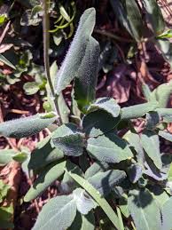 Image result for Emilia abyssinica