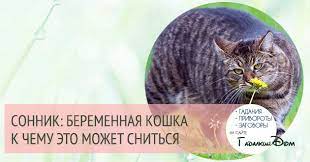 https xn b1aga5abxe3a3cd xn p1ai k chemu snitsya beremennaya koshka zhenshhine