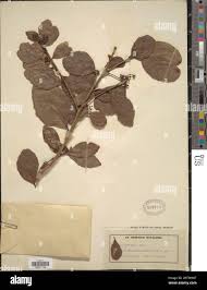 Image result for Scolopia zeyheri