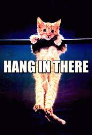 Hang In There Gifs My World Gifs Funny Cat Memes Kittens Funny Kitten Gif