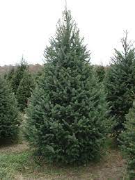 Pin By Carolyn On Trees Live Christmas Trees Types Of Christmas Trees Christmas Farm
