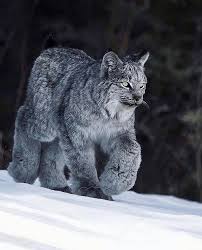 Lynx 2.8.8 runs on un*x, macos, vms, windows many user questions are answered in the online help provided with lynx. The Canada Snow Lynx And His Big Maw Paws Animals Wild Cats Cute Animals