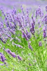How To Make Lavender Extract For Baking Restore Create Renovate Recipe Growing Lavender Organic Vegetable Garden French Lavender Plant